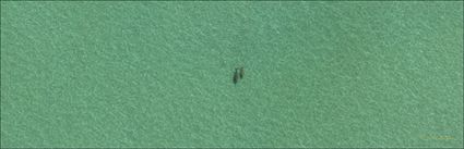 Mother and Calf Dugongs - Great Sandy Strait - Fraser Island - QLD (PBH4 00 17850)